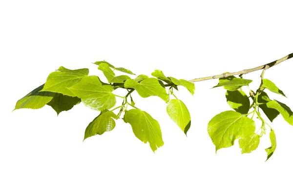 Branch with young leaflets — Stock Photo, Image