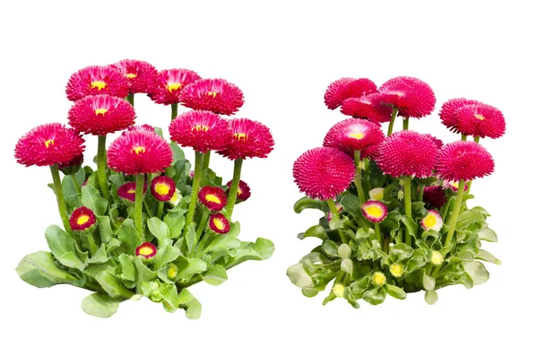 Två buskar av blommor av prästkragar — Stockfoto