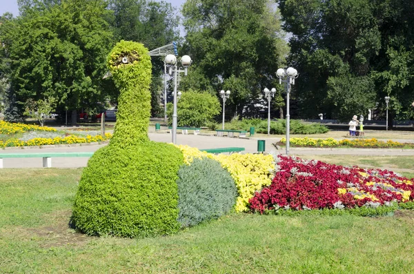 Clumba de flores no parque na forma de um pavão — Fotografia de Stock