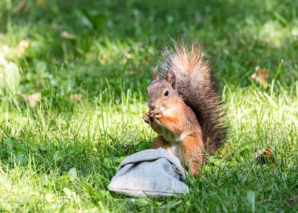 red squirrel stealing food from bag with nuts in summer park