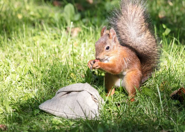 cute red squirrel stealing food from sack with nuts on green grass in summer park