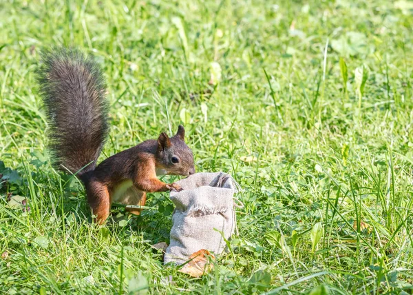 curious red squirrel stealing food from canvas bag in park