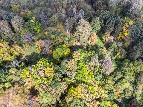 aerial top view of trees with various autumnal colors leaves. sunny day in city park