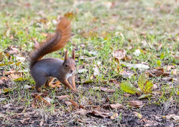 red squirrel with fluffy tail searching for food in autumnal park