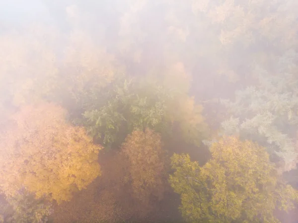 tree tops with yellow and orange foliage under heavy fog. park in autumn top view