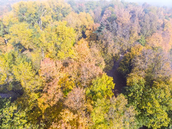 top view of autumnal trees tops with bright yellow, red and orange foliage in sunny day