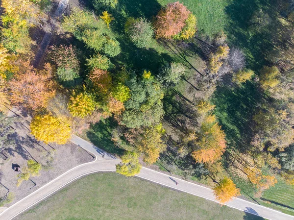 aerial top view of park trees with bright foliage. park during sunny fall season day