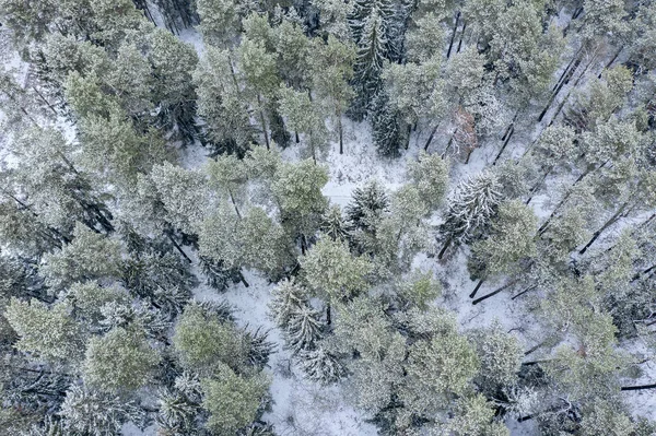 snow-covered forest in winter. aerial view of the frozen trees on cold winter day