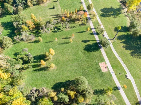 aerial image of autumnal trees growing in city park. natural landscape during fall season