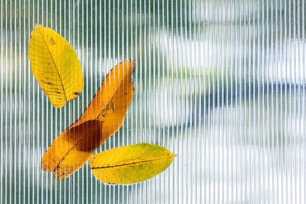 fallen autumnal leaves on glass roof of garden hothouse. blurred background