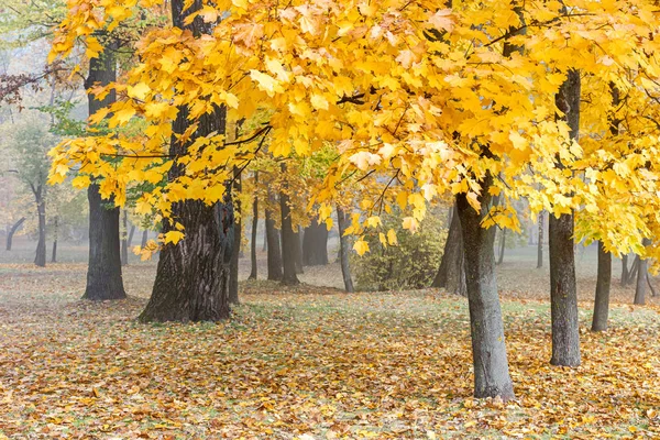 maple trees with bushy gold foliage in autumnal park on foggy day