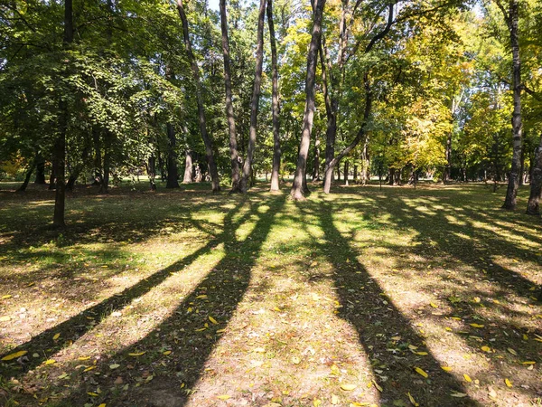 autumn trees back-lit by the sun with long shadows on ground