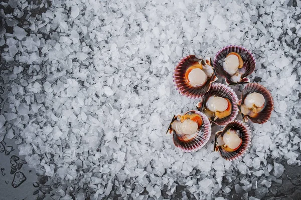 Castas de frutos do mar de vieiras em mexilhões de gelo — Fotografia de Stock