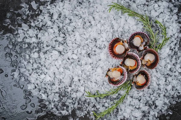 Castas de frutos do mar de vieiras em mexilhões de gelo — Fotografia de Stock