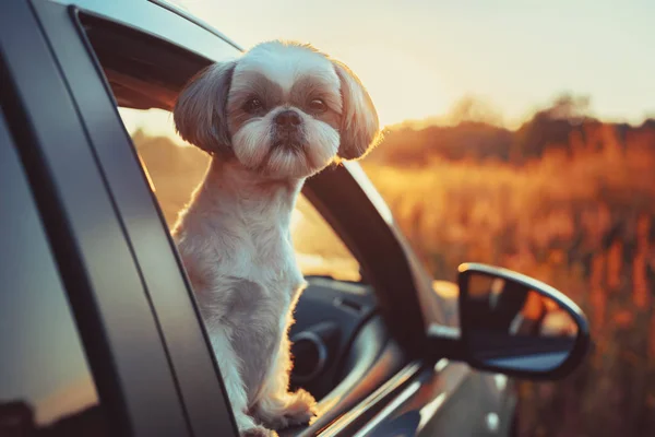 シーズー犬が車の窓から夕日の光を見て — ストック写真
