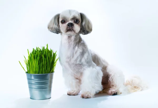 白い背景と新鮮な雑草でバケツにシーズー犬 — ストック写真