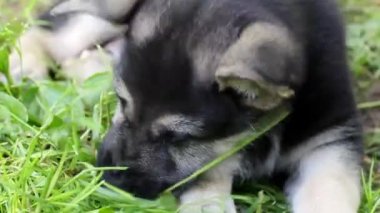 Çimenlerin üzerinde genç köpek yavrusu.