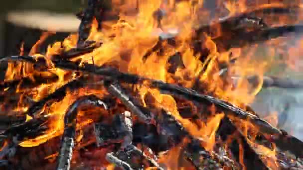 Gros Plan Sur Feu Dans Forêt — Video