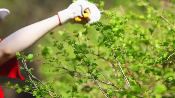 Mujer Joven Cortando Arbustos — Vídeos de Stock