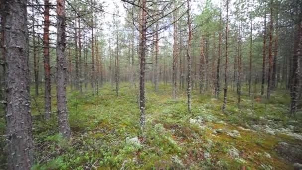 Belo Panorama Floresta Verão — Vídeo de Stock