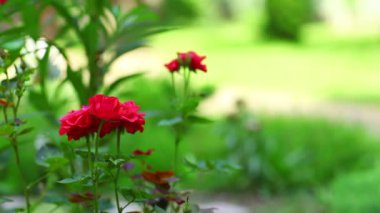 Yaz bahçe yakın çekim.