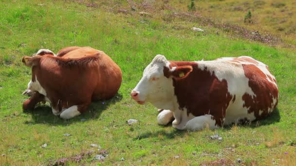 Vacas Pastos Verano — Vídeo de stock