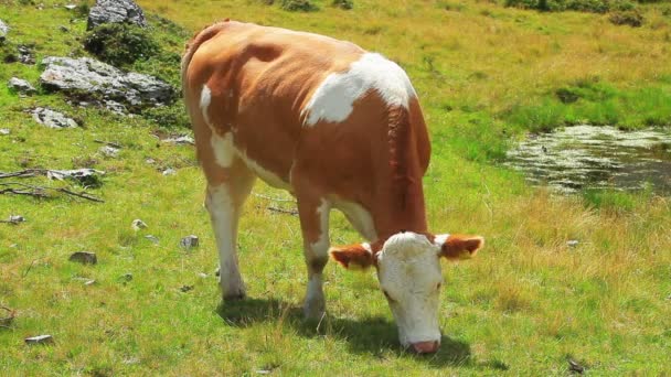 夏の牧草地で牛が — ストック動画