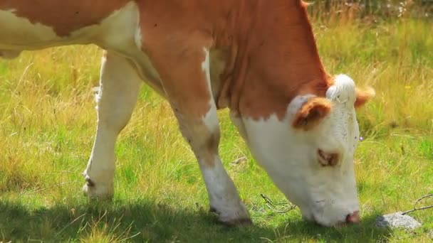 Krowa Pastwisku Zbliżenie — Wideo stockowe