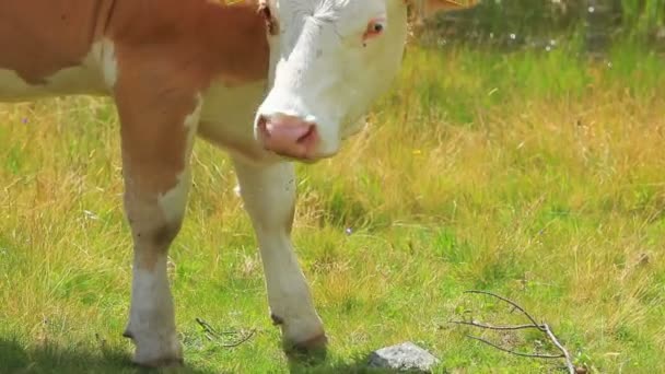 Vache au pâturage gros plan .