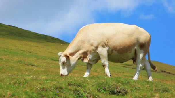 Vaca Pasto Verão — Vídeo de Stock