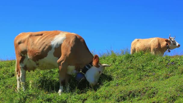 Vacas Pastos Verano — Vídeo de stock