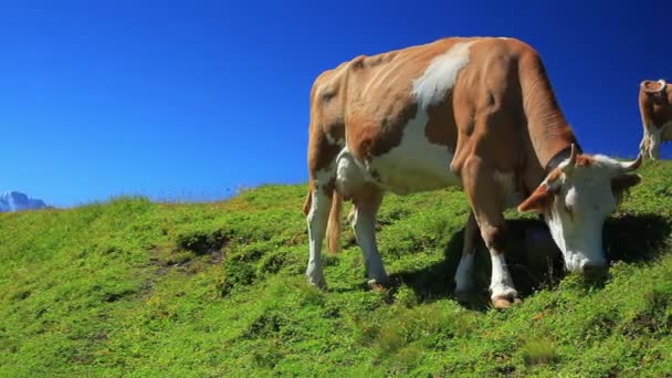 Vacas Pastos Verano — Vídeo de stock