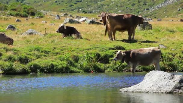 夏の牧草地の牛 — ストック動画