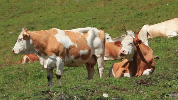 Vacas Pastos Verano — Vídeo de stock