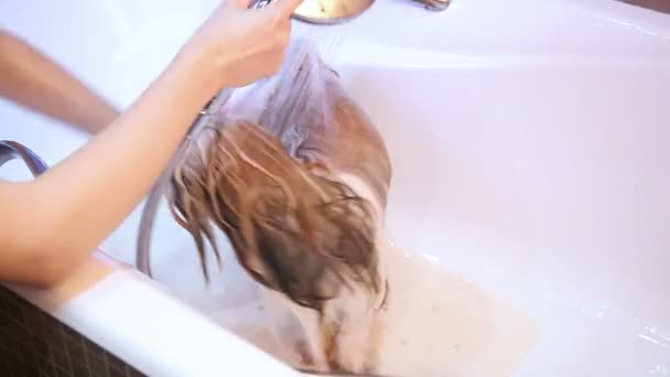 Shih Tzu Σκύλος Πλύσιμο — Αρχείο Βίντεο