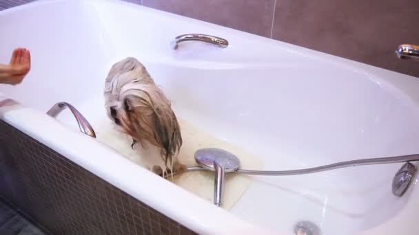 Shih Tzu Hundewäsche Zeitraffer — Stockvideo