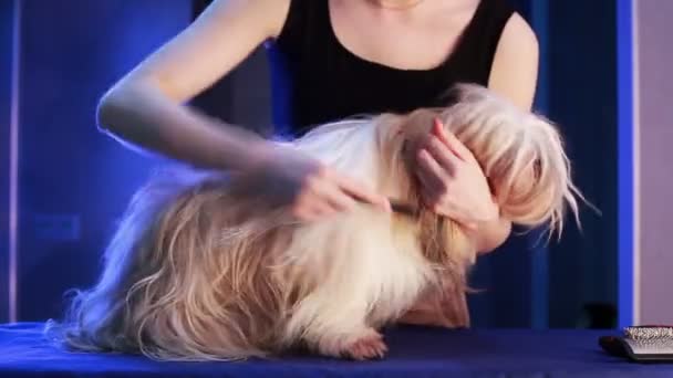 Shih Tzu Preparação Cão Efeito Motinon Rápido — Vídeo de Stock