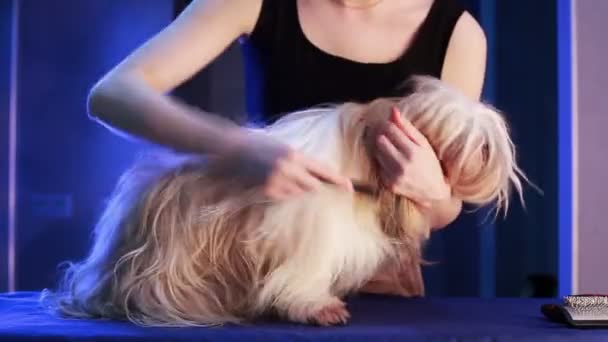 Shih Tzu Pies Oporządzanie Konia Efekt Szybkie Motinon — Wideo stockowe