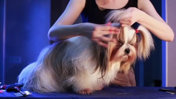 Shih Tzu Preparação Cão — Vídeo de Stock