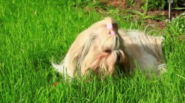 Shih tzu köpek çim yeme.