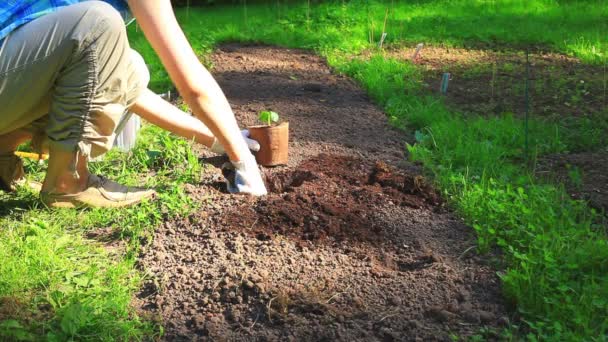 Jovem Mulher Plantando Pepino — Vídeo de Stock