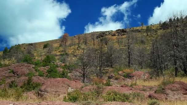 Bergwaldpanorama Sommer — Stockvideo