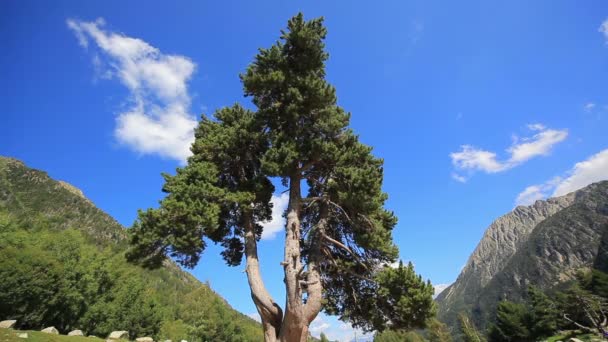Dağlarda Çam Ağacı — Stok video