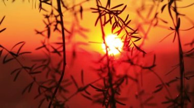 Gün batımı arka plan üzerinde bitki yaprakları.