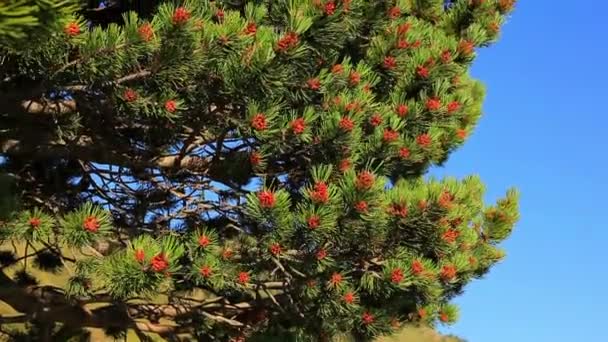 山中の松の木の枝 — ストック動画
