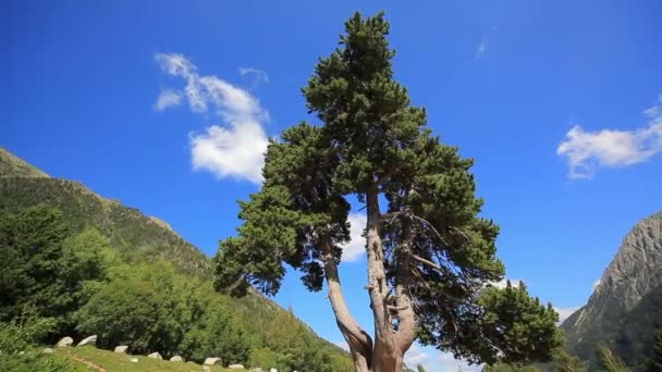 Dağlarda Çam Ağacı — Stok video