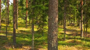 Yaz aylarında vahşi orman.