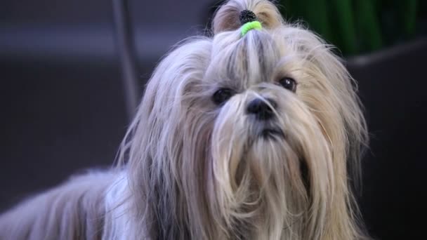 Long Haired Shih Tzu Dog — Stock Video