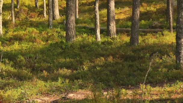 Ung Kvinna Turist Promenader Skogen — Stockvideo