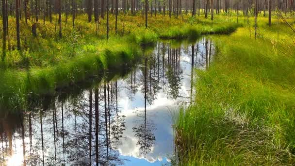 Pequeño Río Bosque — Vídeos de Stock